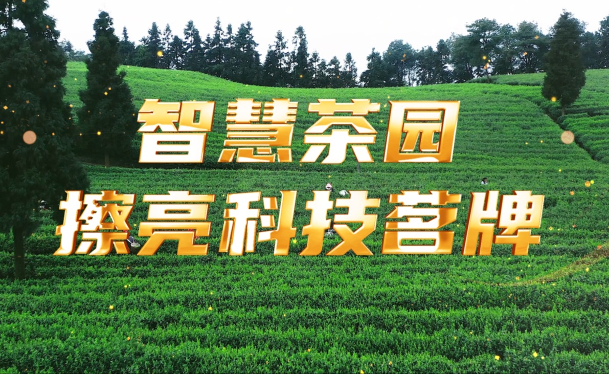 南宫NG28茶园，擦亮科技茗牌